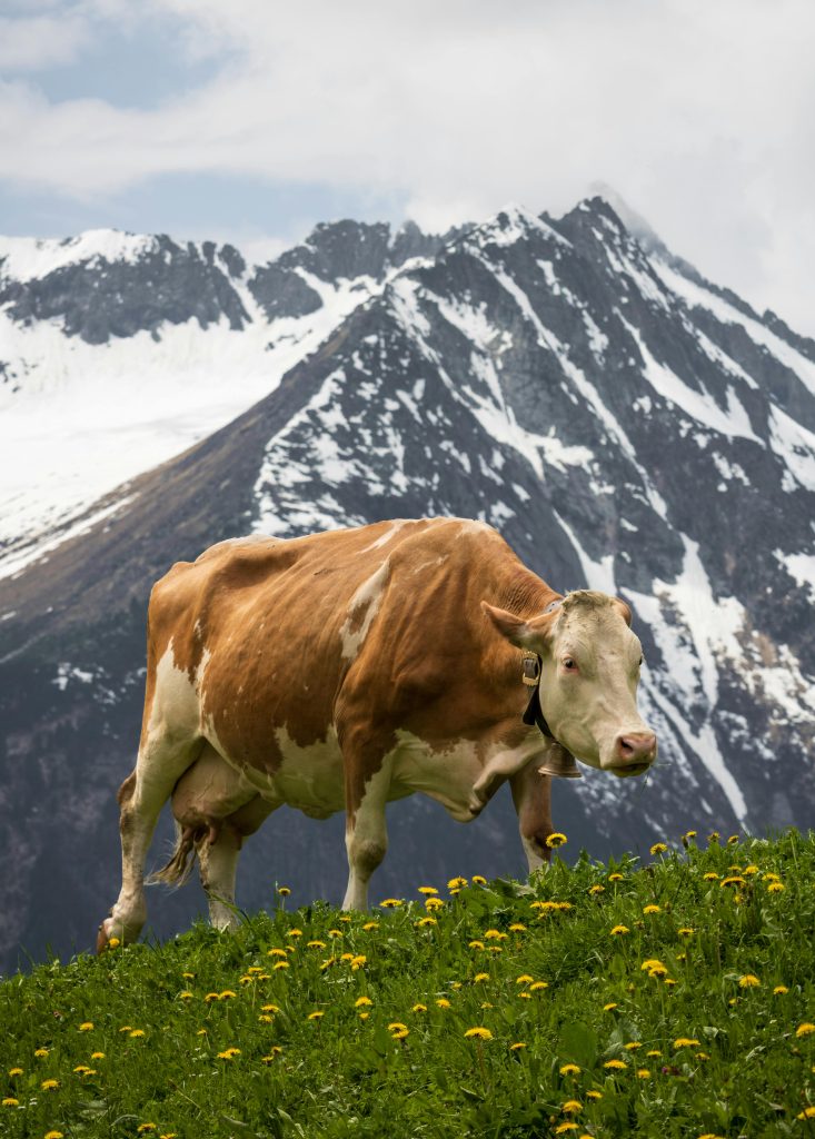 Mayrhofen, Tirol, Österreich