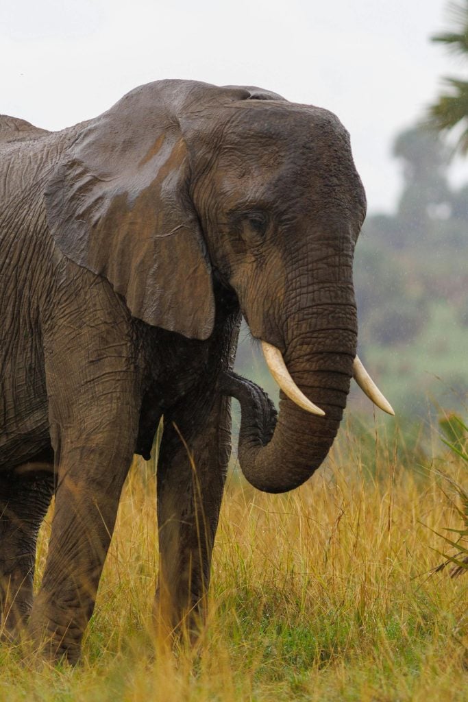 Rwenzori elephant